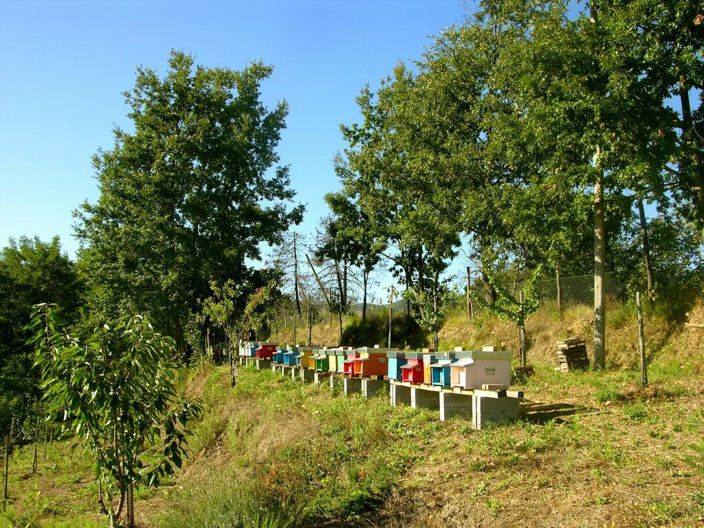 Agriturismo Angio Nel Cere Bracelli Dış mekan fotoğraf